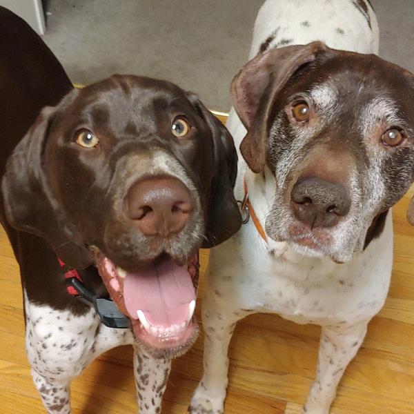 /images/uploads/southeast german shorthaired pointer rescue/segspcalendarcontest2019/entries/11591thumb.jpg